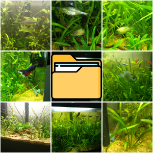 Tropical Aquarium (2016)